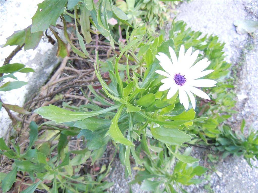 Fiore dubbio - Osteospermum ecklonis